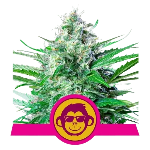 Grape Ape