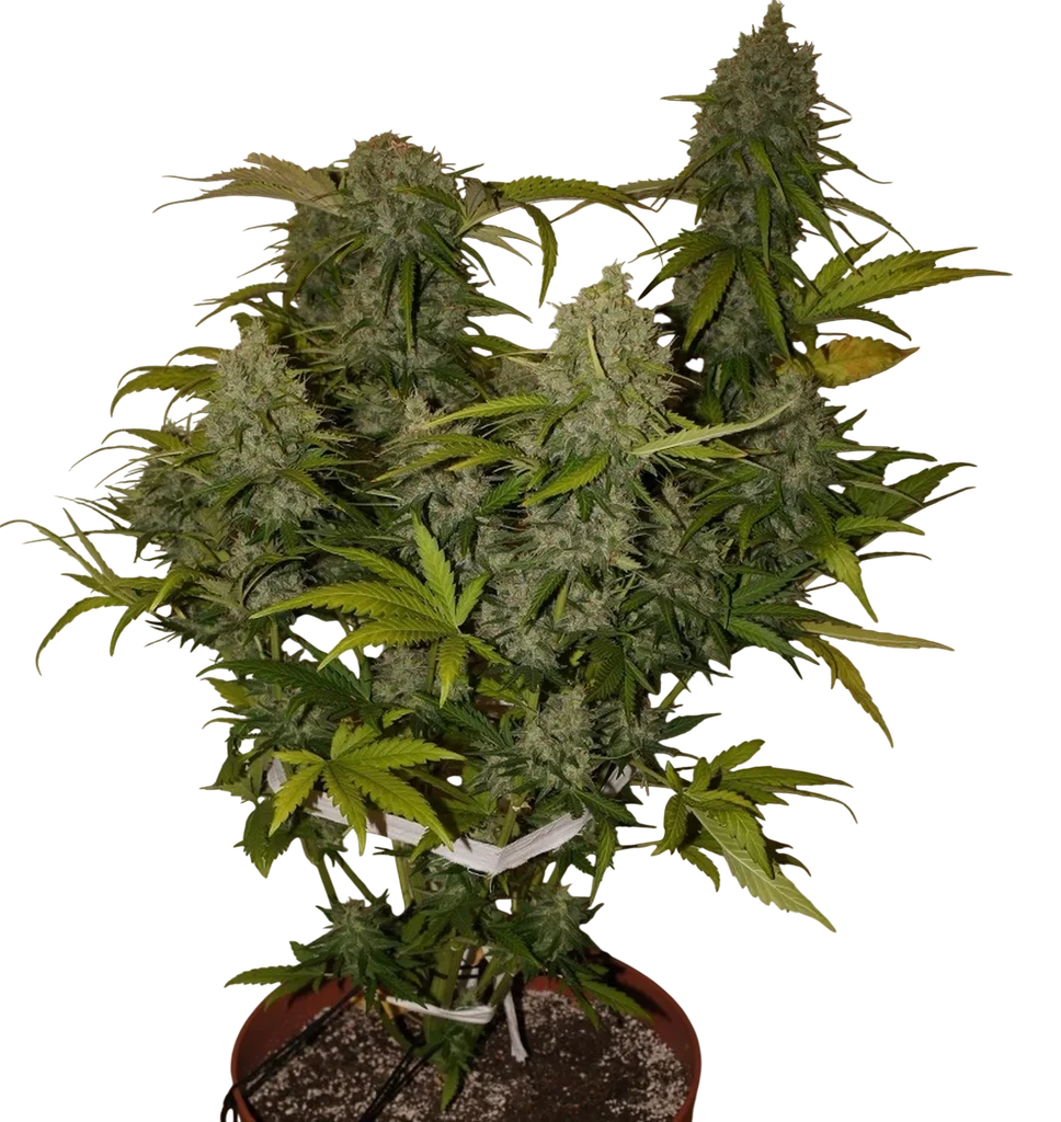 Grapefruit Auto – Produktansicht