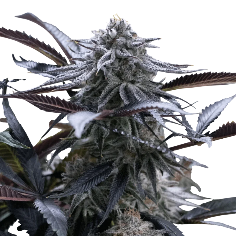 Grape Juice | PHOTOFEM | Silent Seeds