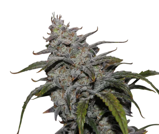 Grape Walker Kush Auto – Produktansicht