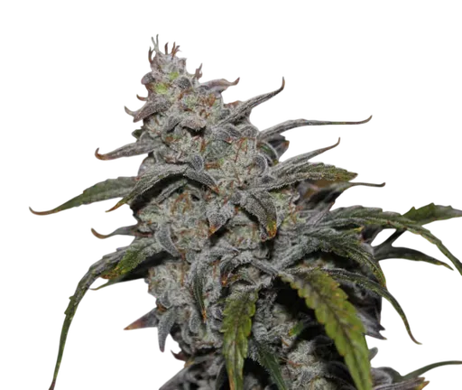 Grape Walker Kush Auto | AUTOFEM | Mephisto Genetics