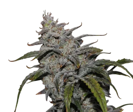 Grape Walker Kush Auto