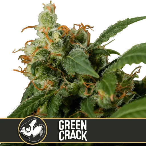 Green Crack