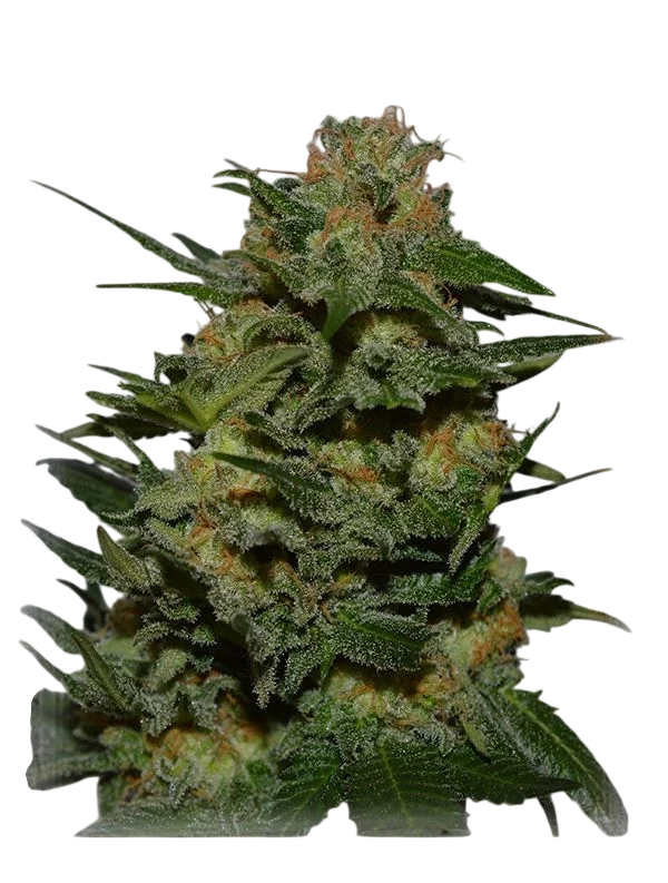Green Crack | PHOTOFEM | Garden Of Green