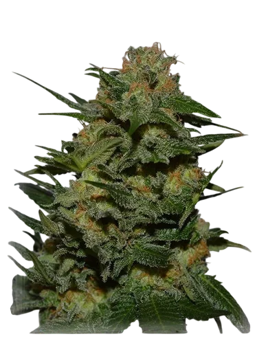 Green Crack