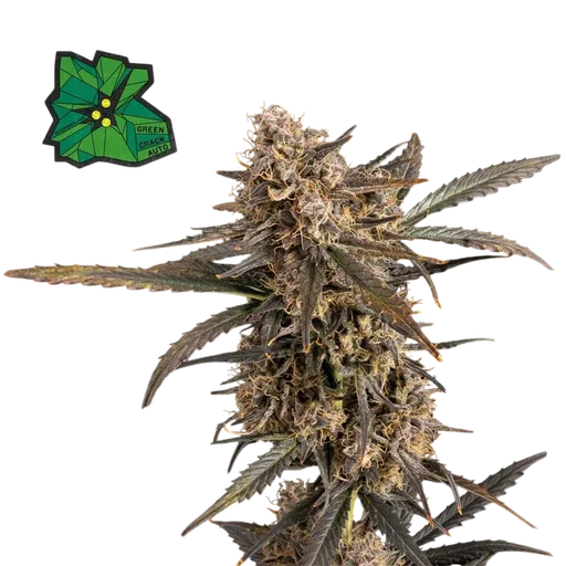 Green Crack Auto