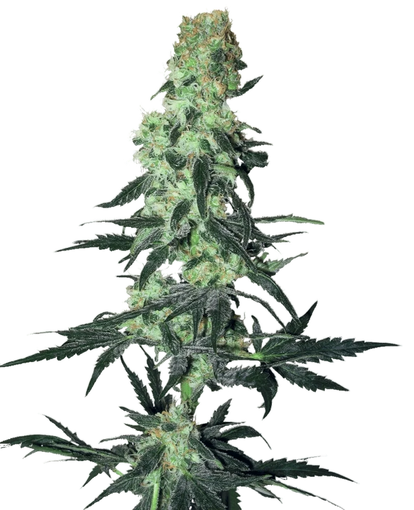 Amnesia White | PHOTOREG | White Label Seed Company