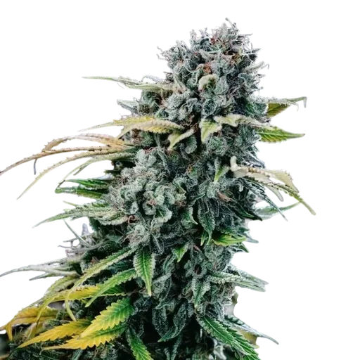 Green Crack