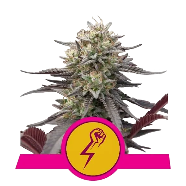 Green Crack Punch | PHOTOFEM | Royal Queen Seeds