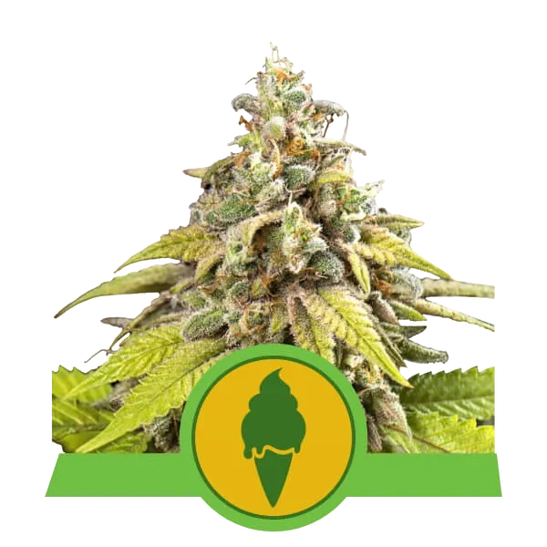 Green Gelato Auto | AUTOFEM | Royal Queen Seeds