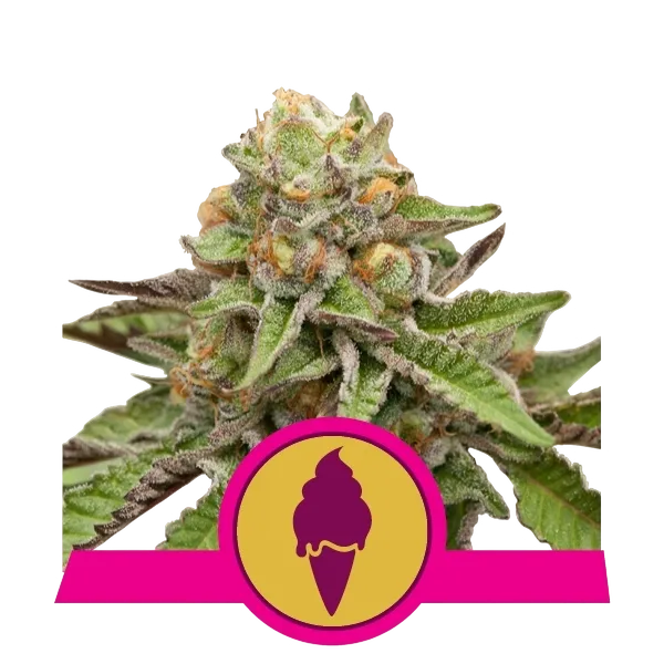 Green Gelato | PHOTOFEM | Royal Queen Seeds