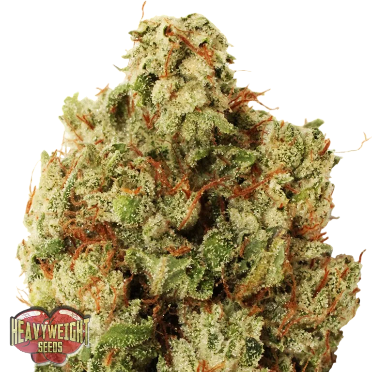 Green Ninja | PHOTOFEM | Heavyweight Seeds