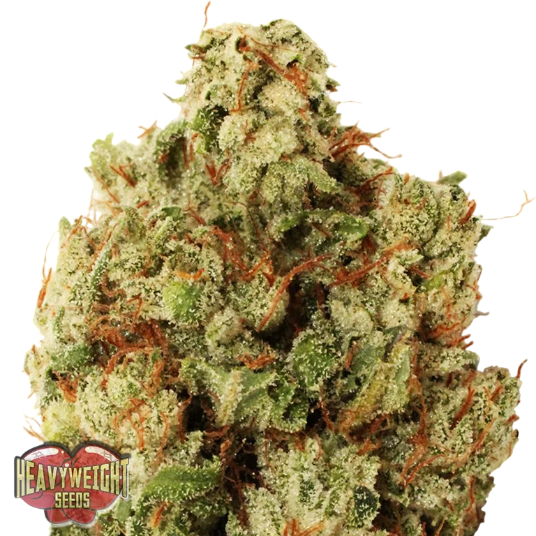 Green Ninja | PHOTOFEM | Heavyweight Seeds