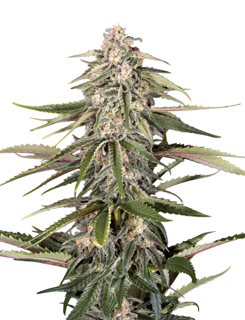 Green-O-Matic Auto | AUTOFEM | Greenhouse Seed Co.