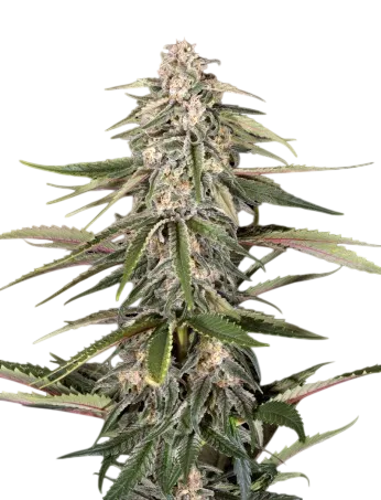 Green-O-Matic Auto | AUTOFEM | Greenhouse Seed Co.