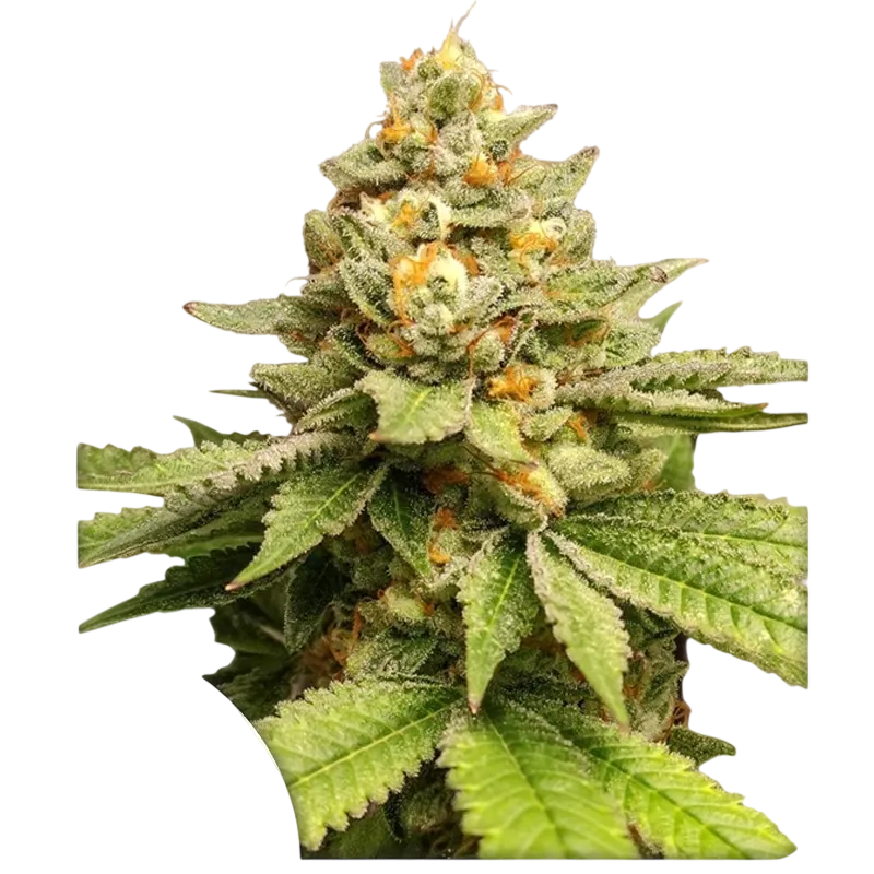Green Papaya | PHOTOFEM | Super Sativa Seed Club