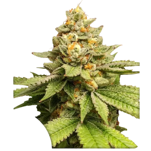 Green Papaya