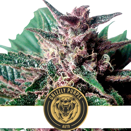 Grizzly Purple Auto | AUTOFEM | Blimburn Seeds
