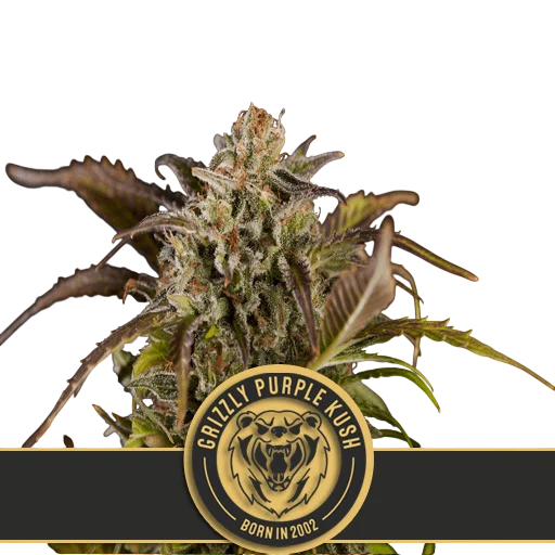 Grizzly Purple Kush | PHOTOFEM | Blimburn Seeds