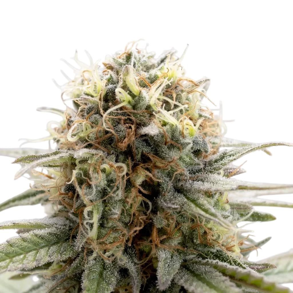 Girl Scout Cookies – Produktansicht