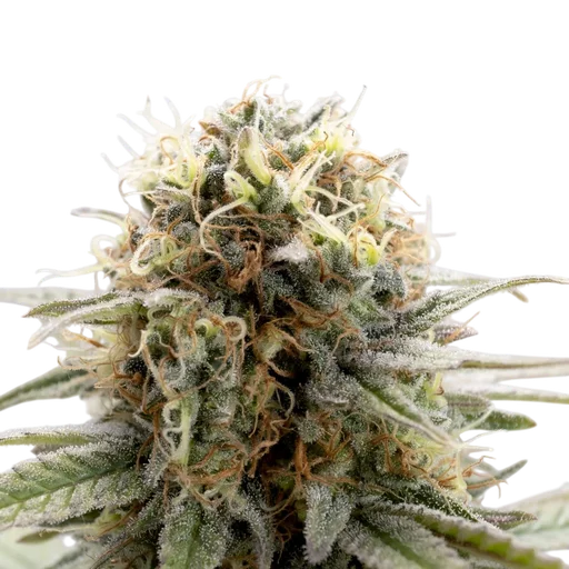 Girl Scout Cookies
