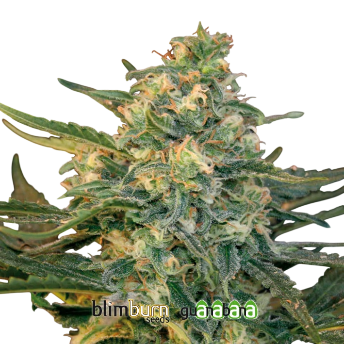 Guanabana | PHOTOFEM | Blimburn Seeds