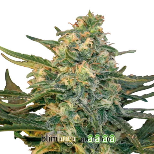 Guanabana