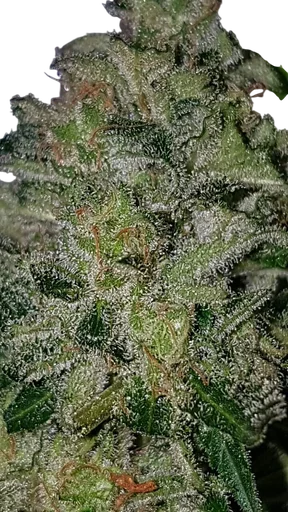Guava