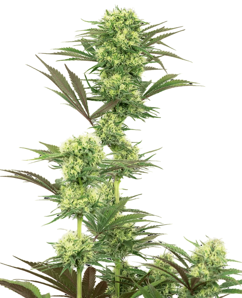 Guava Jelly | PHOTOFEM | White Label Seed Company