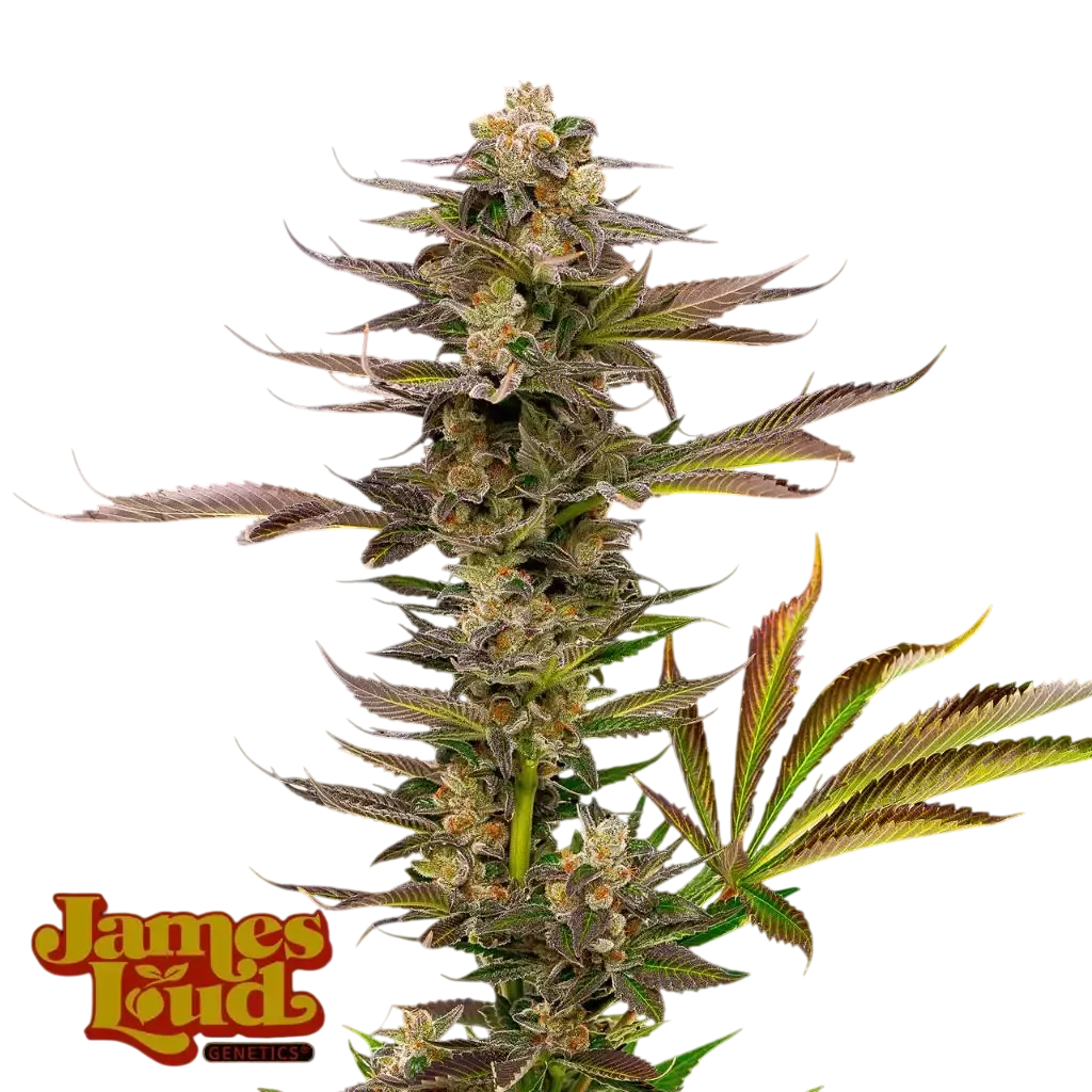 Guavalato Auto | AUTOFEM | James Loud Genetics