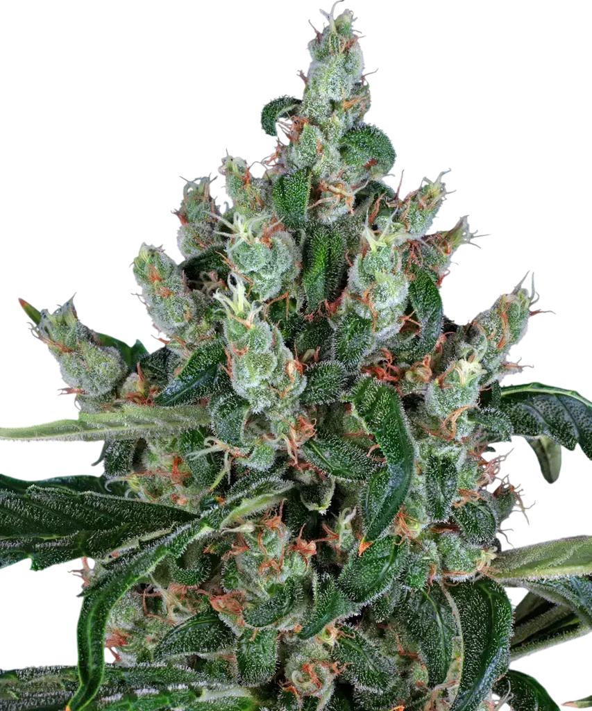 Laughing Buddha | PHOTOFEM | Barneys Farm