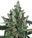 Laughing Buddha | PHOTOFEM | Barneys Farm