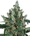 Laughing Buddha | PHOTOFEM | Barneys Farm