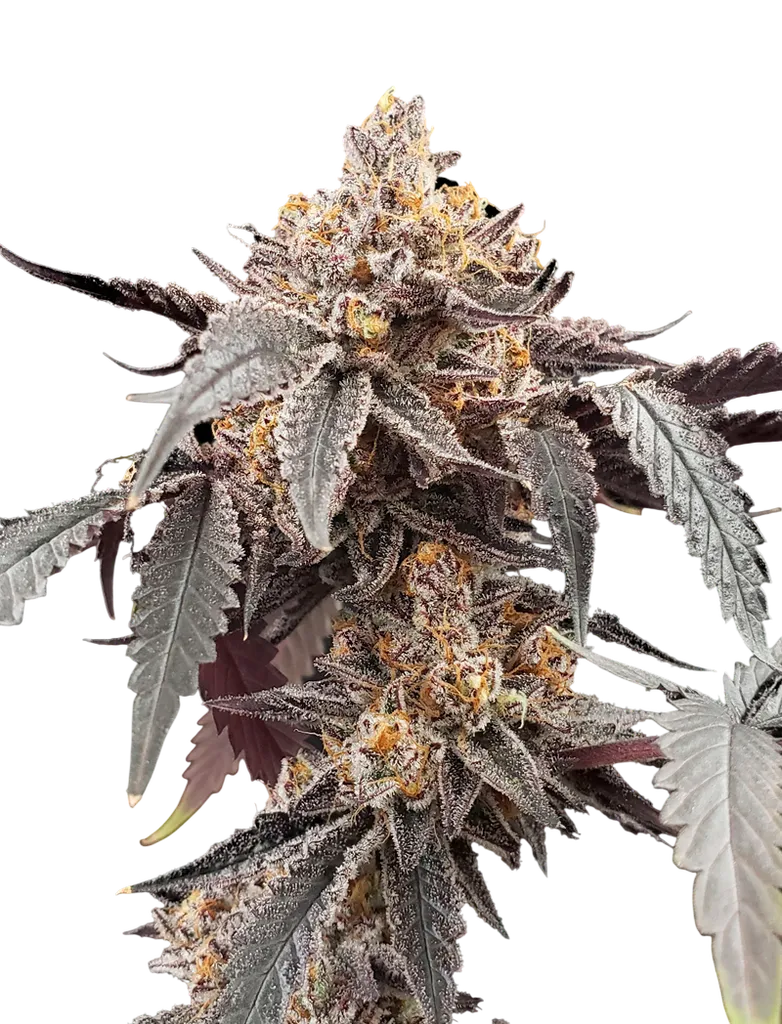 Guava x Gelato 41 Auto | AUTOFEM | Greenhouse Seed Co.