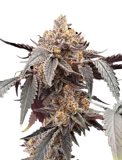 Guava x Gelato 41 Auto