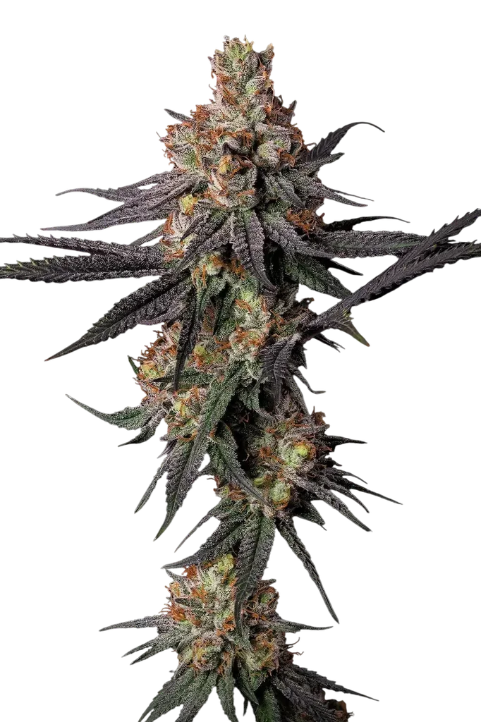 Gulupa | PHOTOFEM | Paradise Seeds