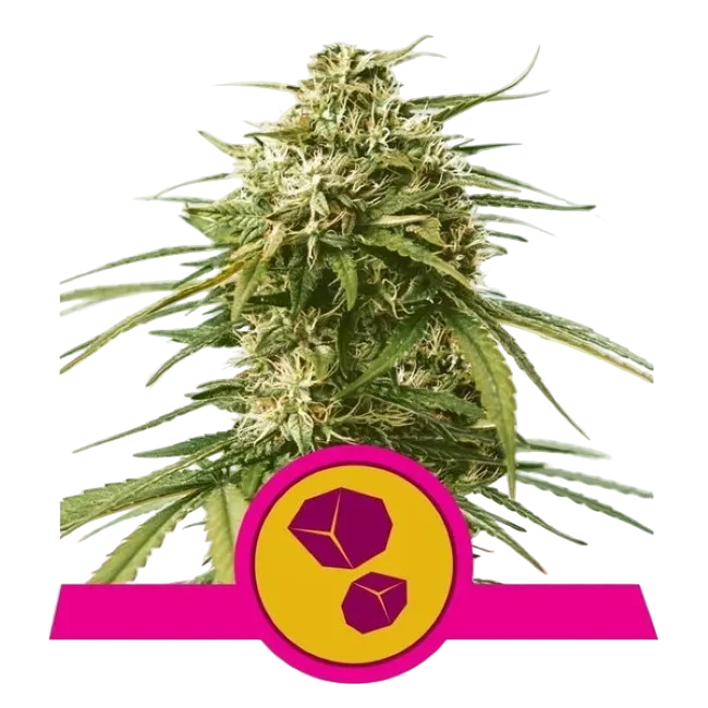 Gushers | PHOTOFEM | Royal Queen Seeds