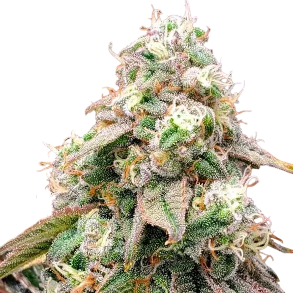 Gushers FAST | PHOTOFEM | Humboldt Seed Org.