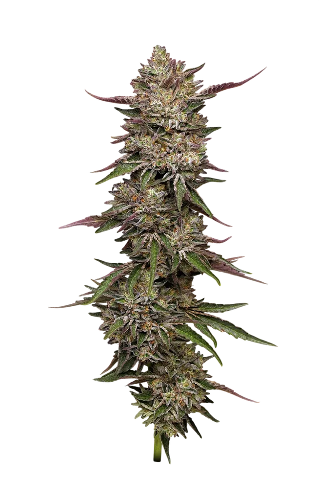 Guzzlerz | PHOTOFEM | Humboldt Seed Co.