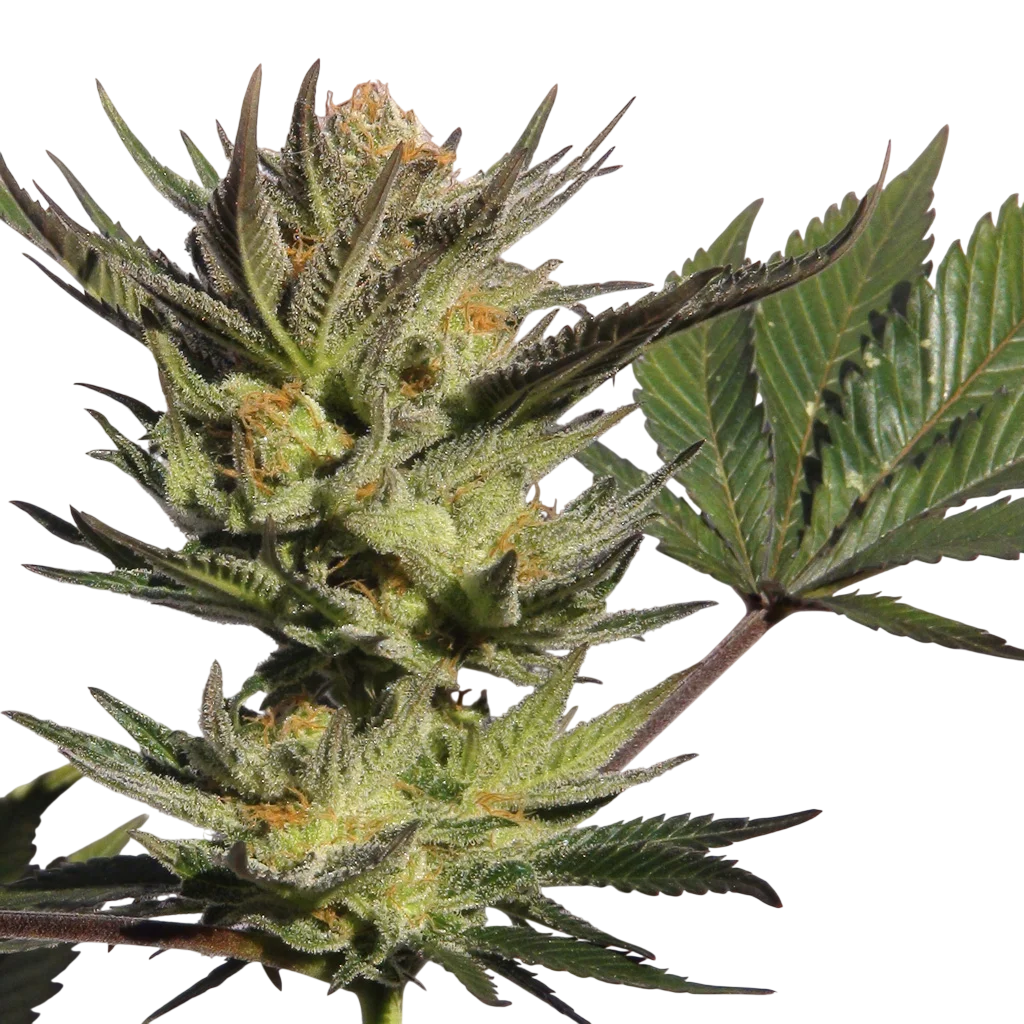 Gypsy Kush (Faraona) | PHOTOFEM | Kannabia Seeds