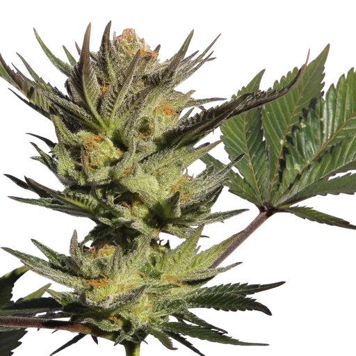 Gypsy Kush (Faraona)