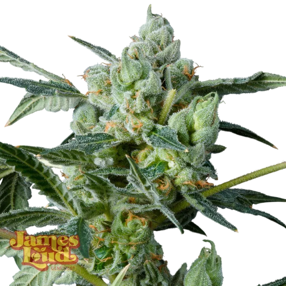 Haight Street Haze | PHOTOFEM | James Loud Genetics