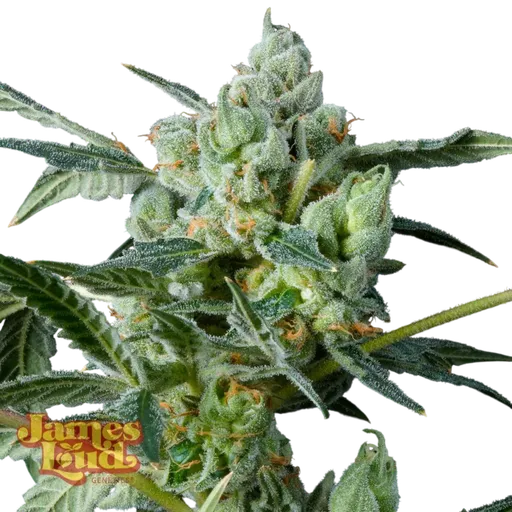 Haight Street Haze
