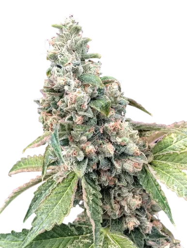 Harlequin CBD