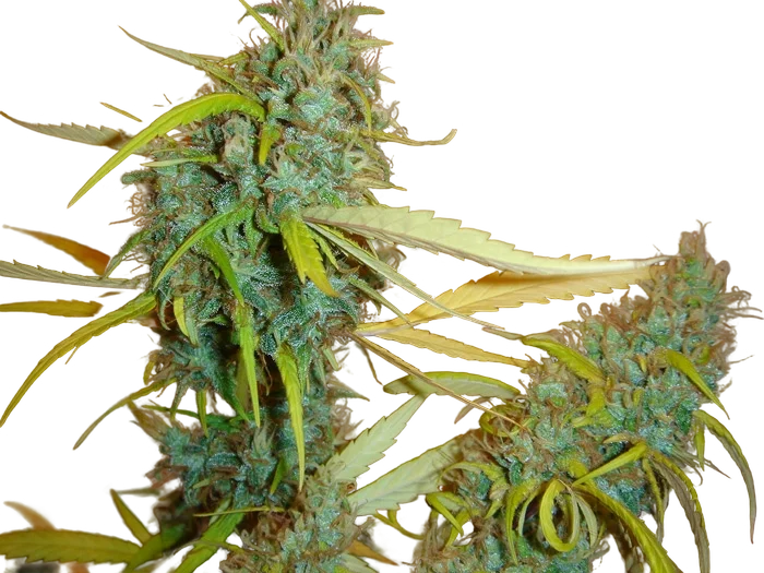 Angel Heart | PHOTOREG | Mr. Nice Seedbank