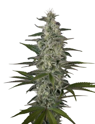 Hawaiian Snow