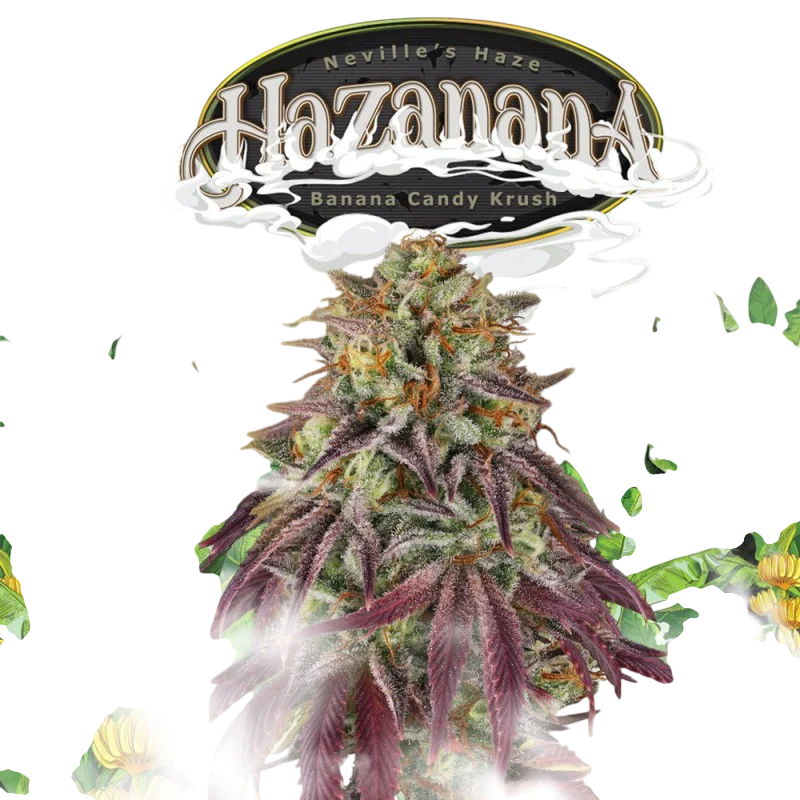 Hazanana – Produktansicht