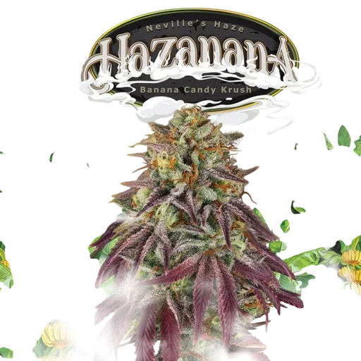 Hazanana