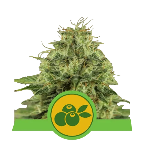 Haze Berry Auto | AUTOFEM | Royal Queen Seeds