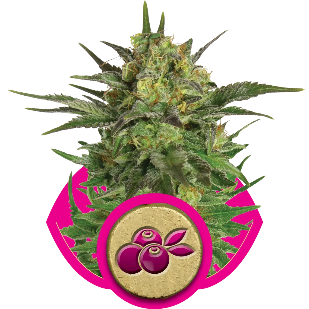 Haze Berry | PHOTOFEM | Royal Queen Seeds